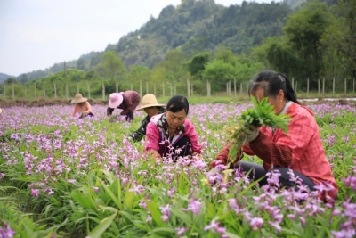 脱贫摘帽后，返贫风险太头疼？这个红色圣地有三招