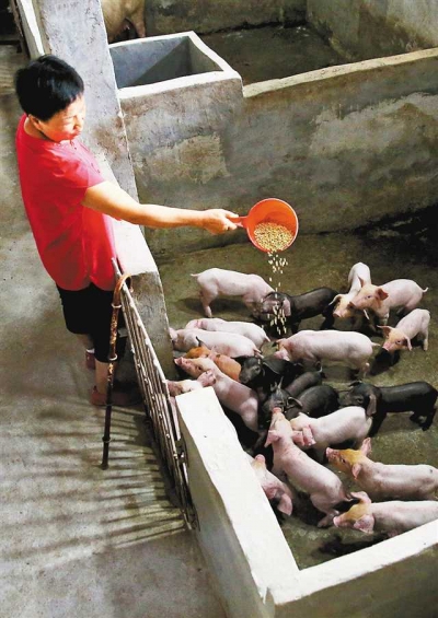 “巾帼脱贫户”邓小琴：一只手撑起三座养猪场