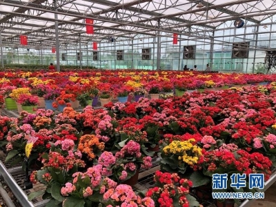 甘肃临夏：易地扶贫搬迁助脱贫